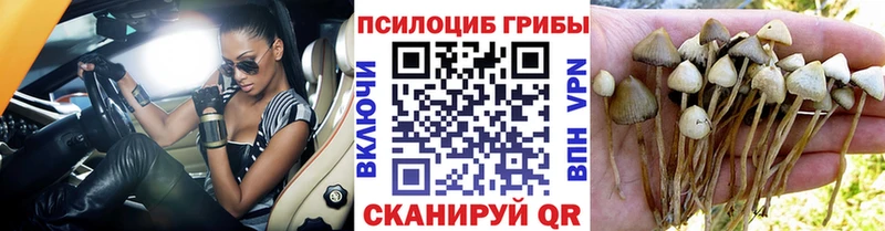 цены Кириллов площадка состав Псилоцибиновые грибы MAGIC MUSHROOMS